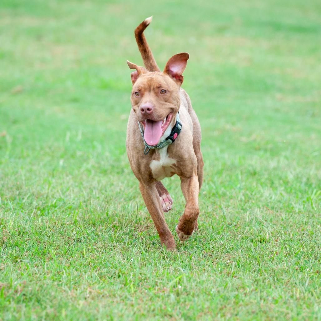 Enlarge Raya, a Adoptable mixed breed in Cabot, AR image 2/3