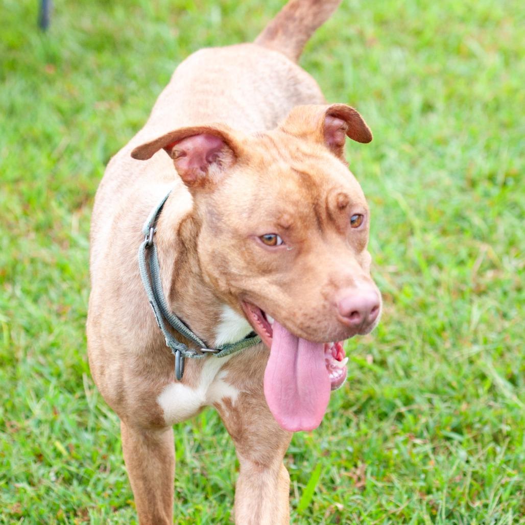 Enlarge Raya, a Adoptable mixed breed in Cabot, AR image 3/3