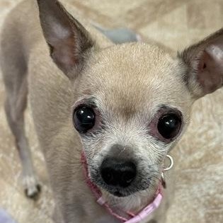 Enlarge Rachel, a ADOPTABLE mixed breed in Worcester, MA image 2/2