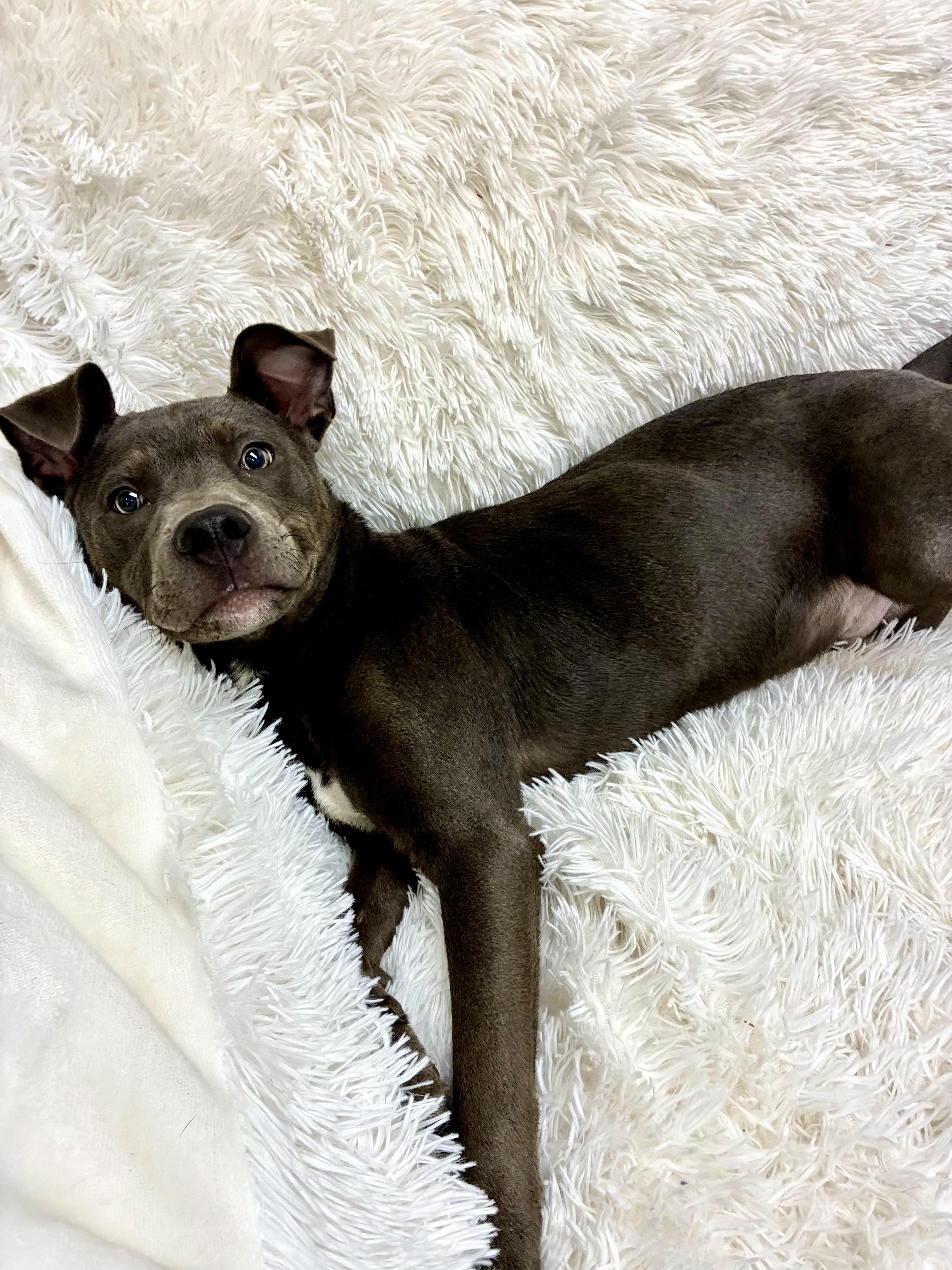 Enlarge Onyx , a Adoptable Pit Bull Terrier in Senatobia, MS image 2/5