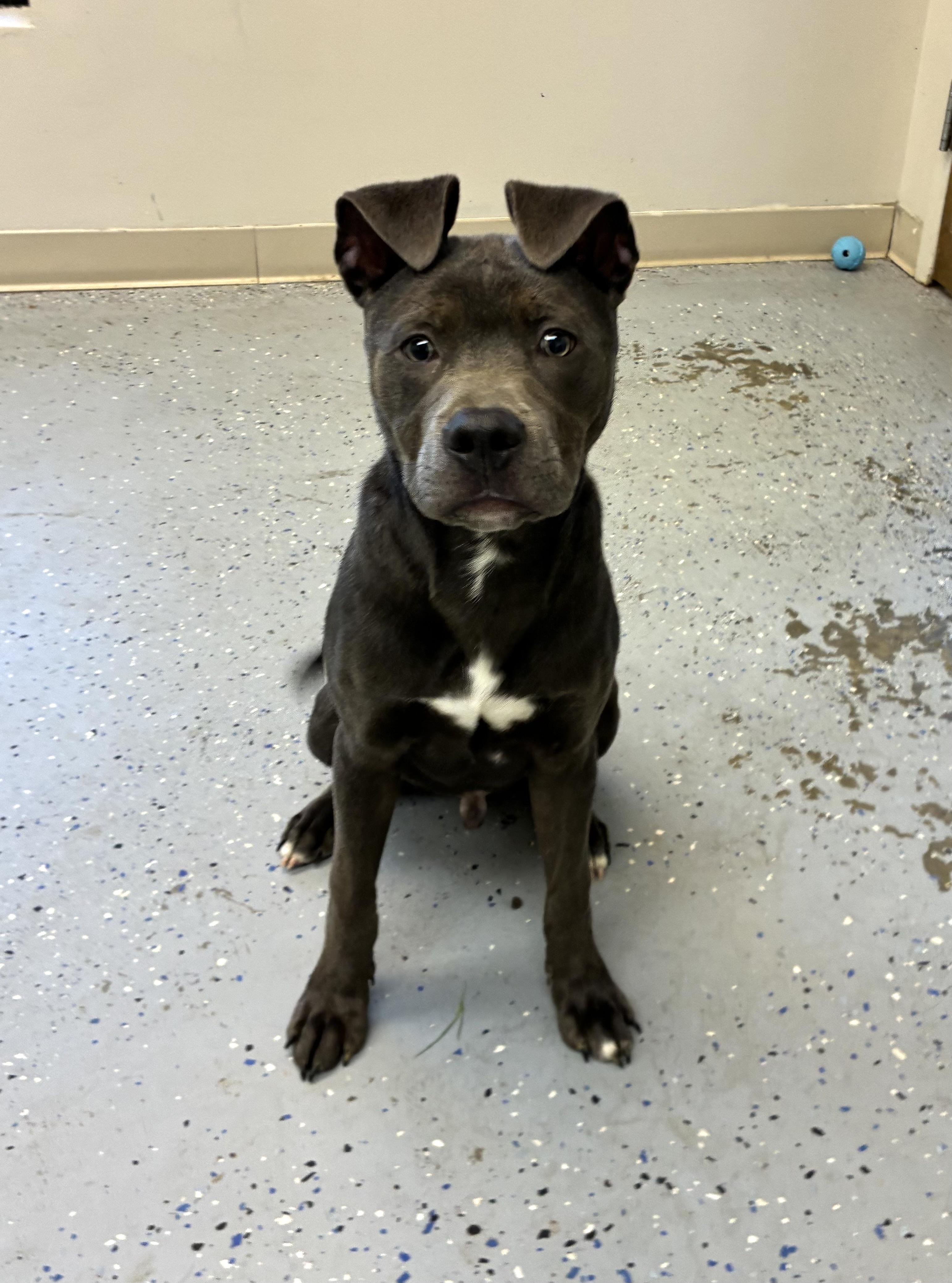 Onyx , Adoptable, Young Male Pit Bull Terrier.