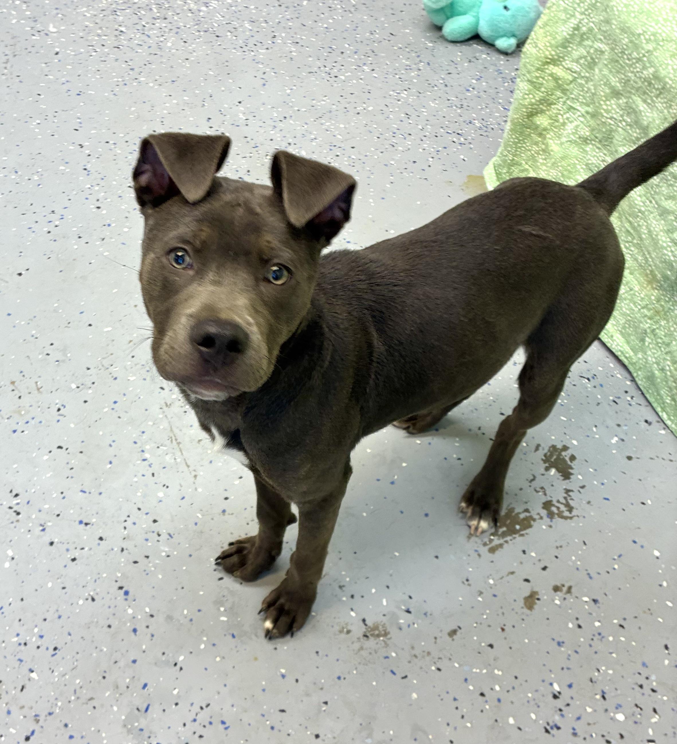 Enlarge Onyx , a Adoptable Pit Bull Terrier in Senatobia, MS image 5/5