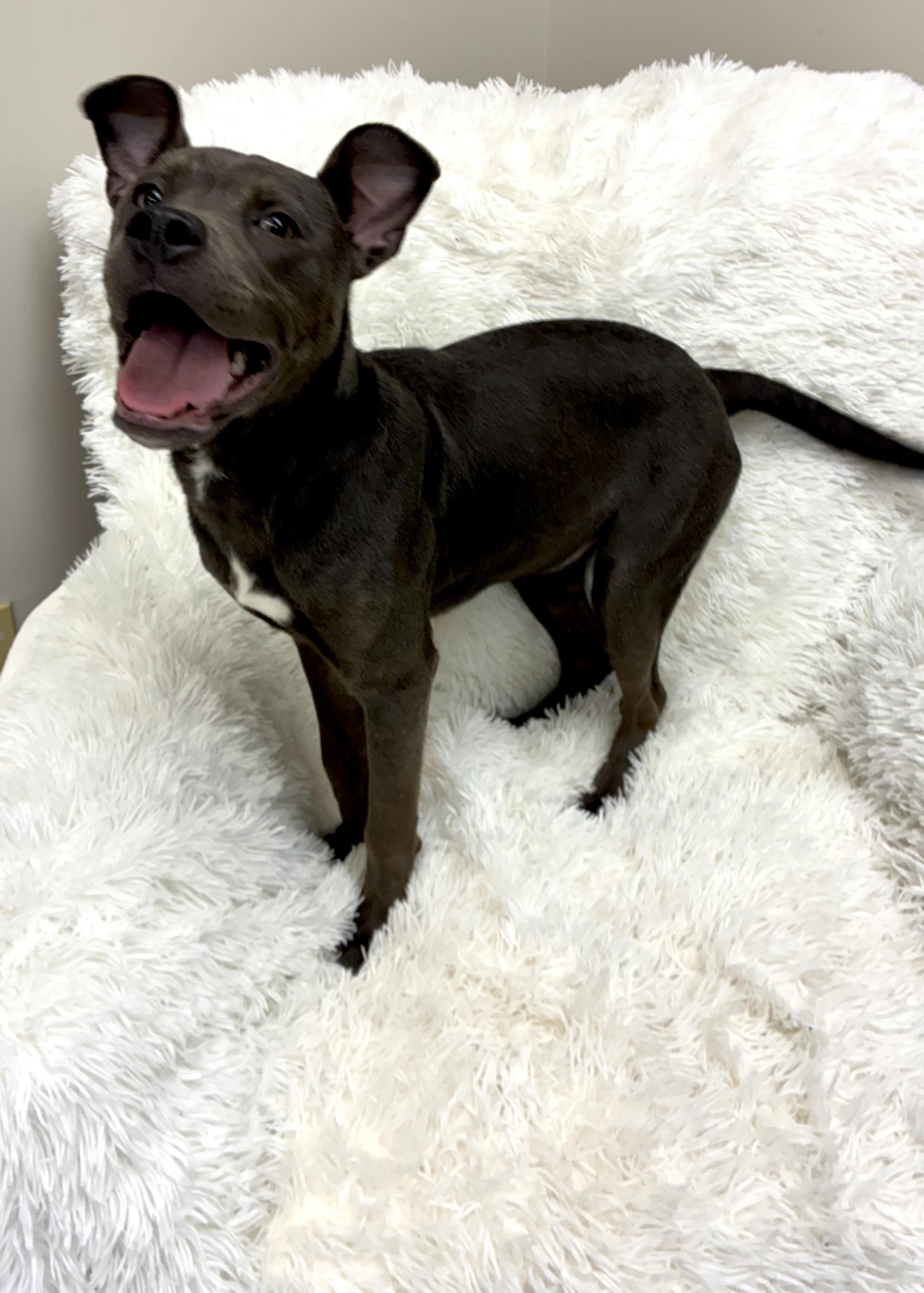 Enlarge Onyx , a Adoptable Pit Bull Terrier in Senatobia, MS image 4/5