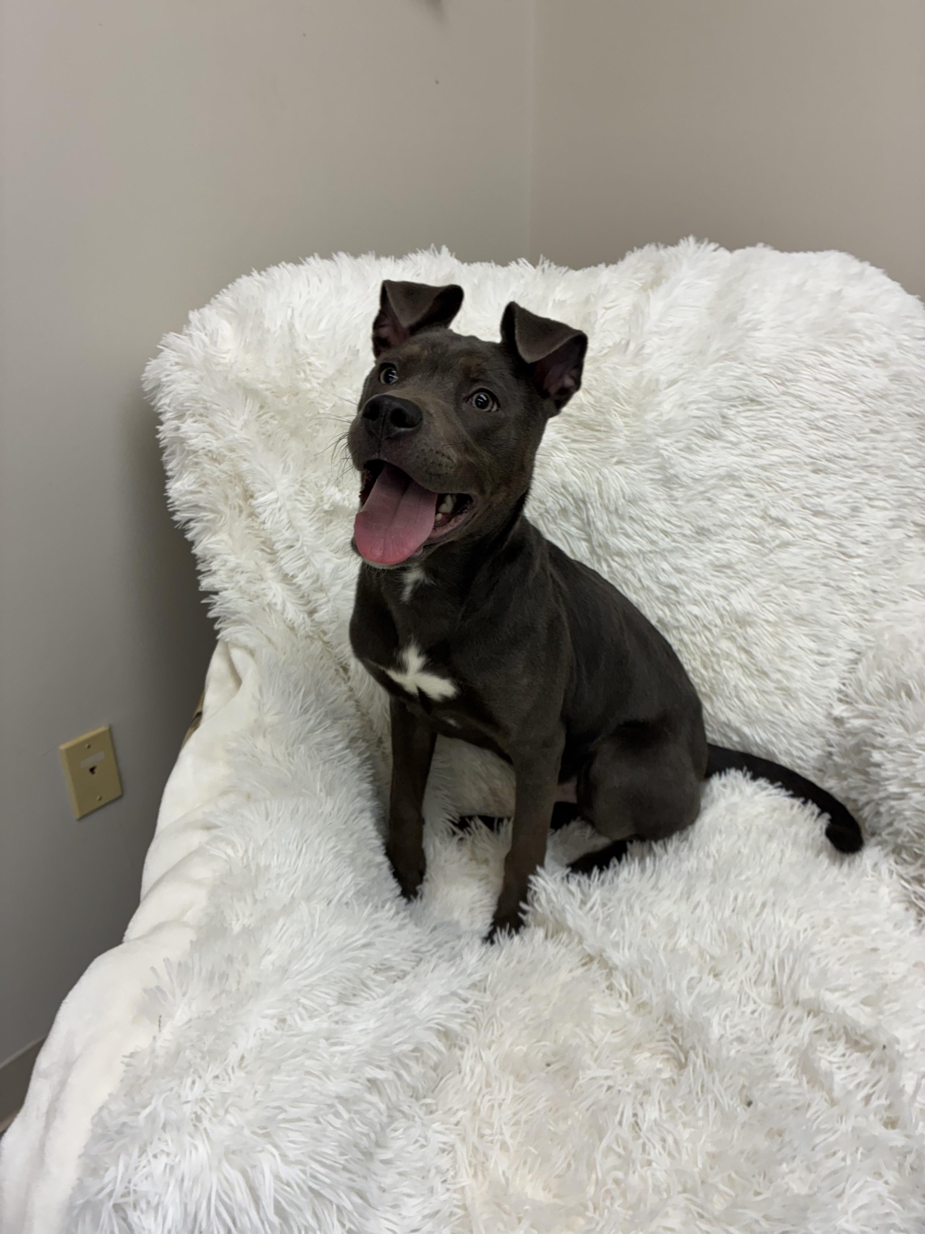 Enlarge Onyx , a Adoptable Pit Bull Terrier in Senatobia, MS image 3/5