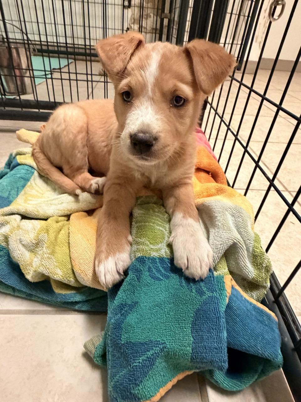 Sierra, an adopted Mixed Breed in Mansfield, TX image 4/6