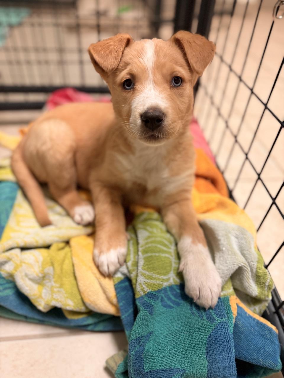 Sierra, adopted, Puppy Female Mixed Breed.