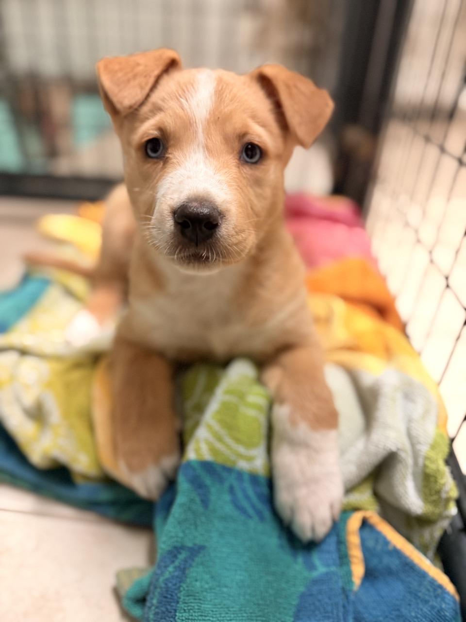 Sierra, an adopted Mixed Breed in Mansfield, TX image 6/6