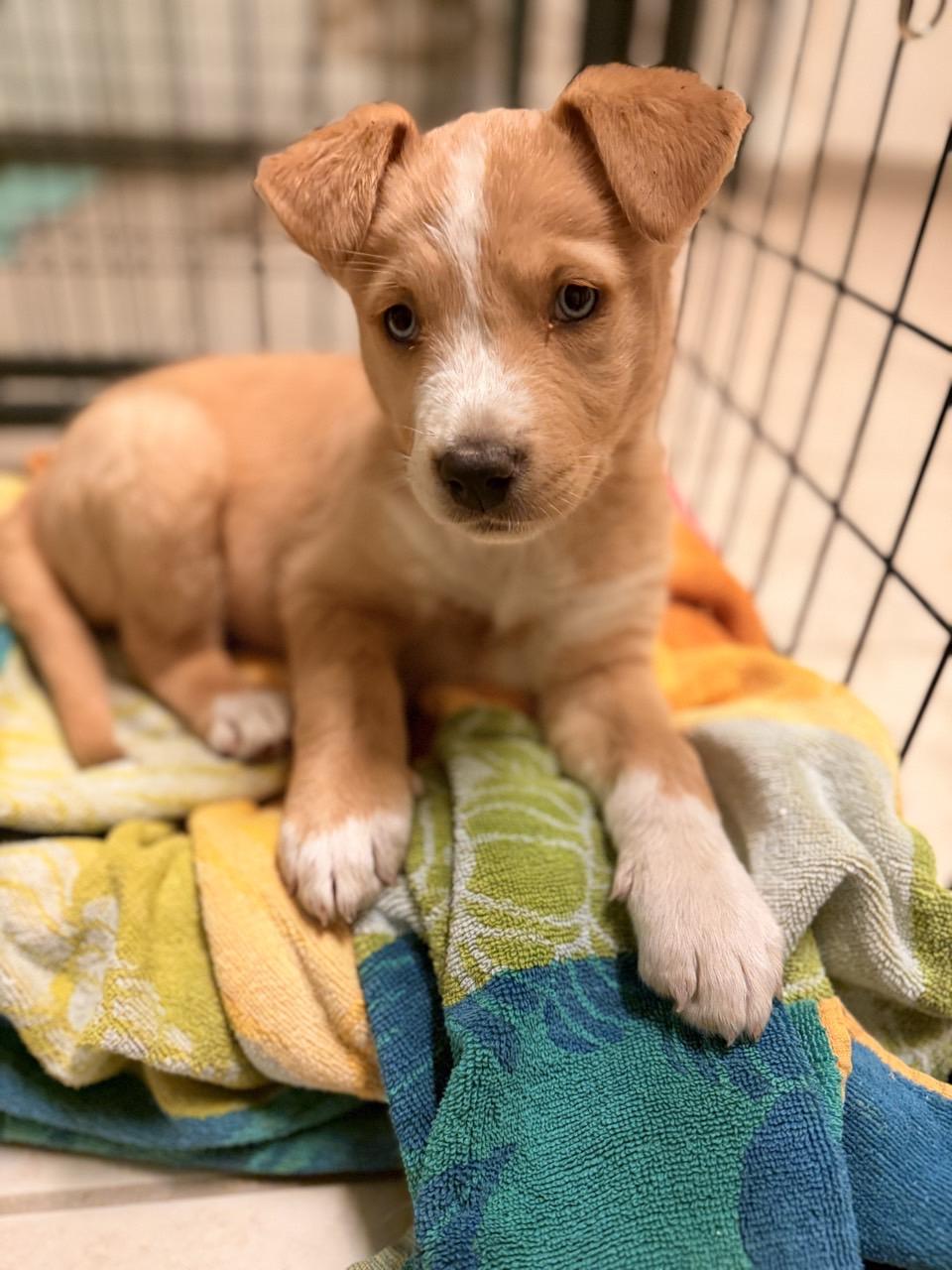 Sierra, an adopted Mixed Breed in Mansfield, TX image 5/6