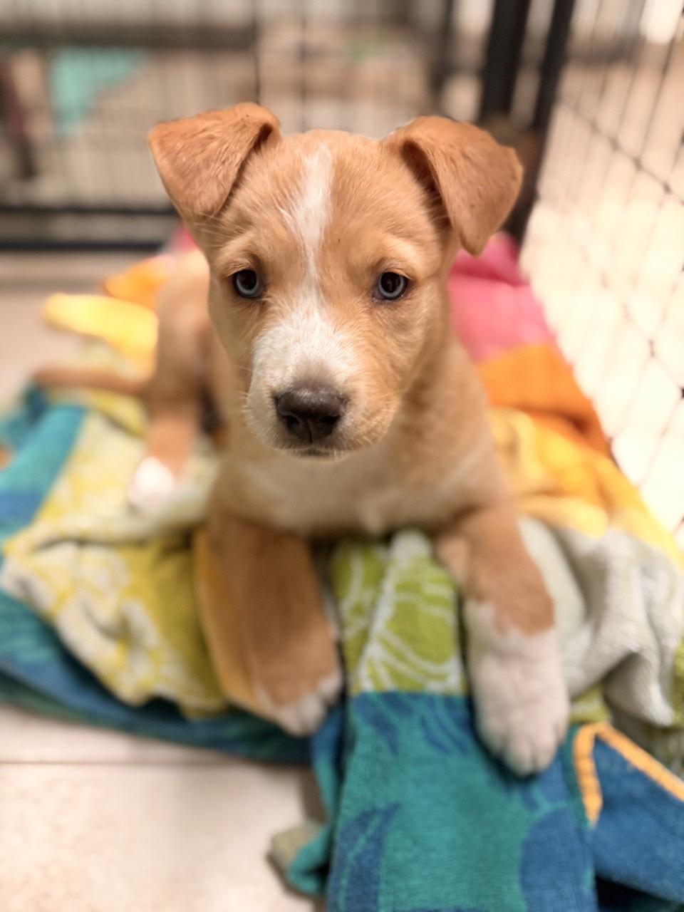 Sierra, an adopted Mixed Breed in Mansfield, TX image 3/6
