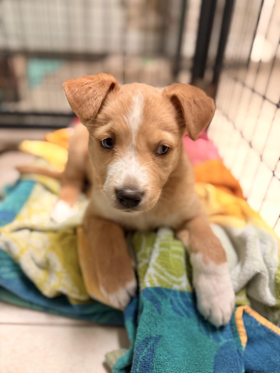 Sierra, an adopted Mixed Breed in Mansfield, TX image 2/6
