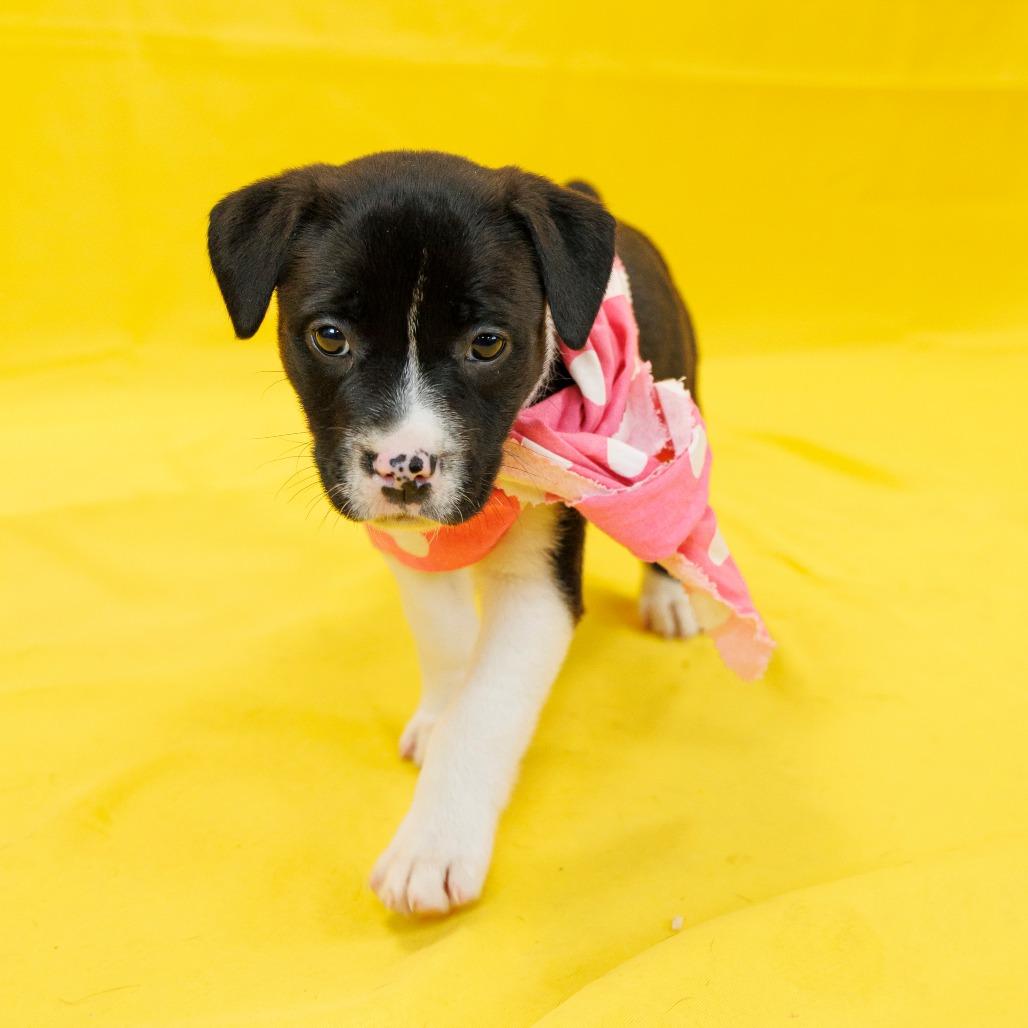 Abigail — thumbnail 2