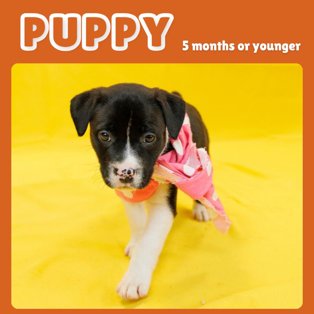 Abigail — thumbnail 3