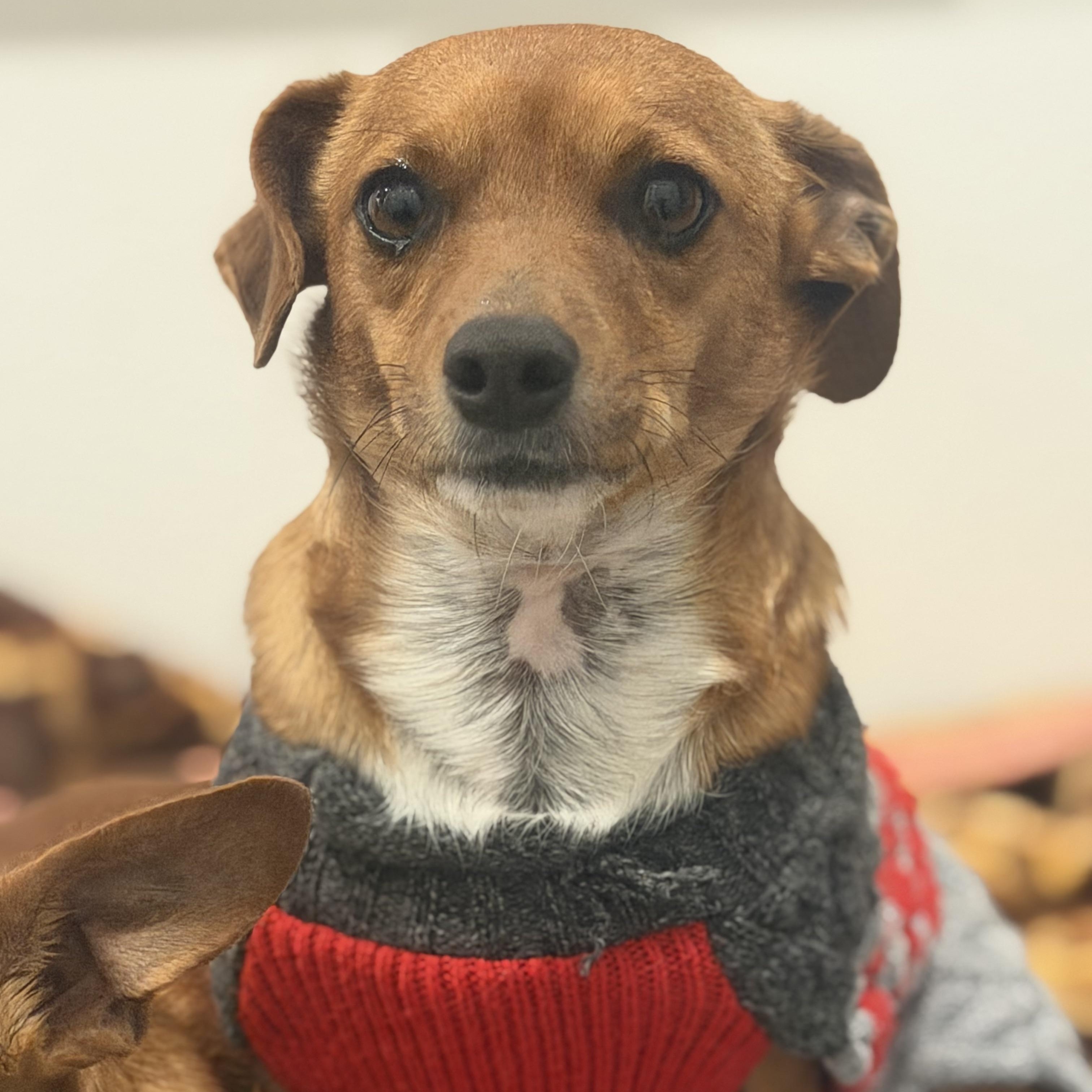 Enlarge Mr. Bubbly Draco, a Adoptable mixed breed in Ridgefield, WA image 1/6