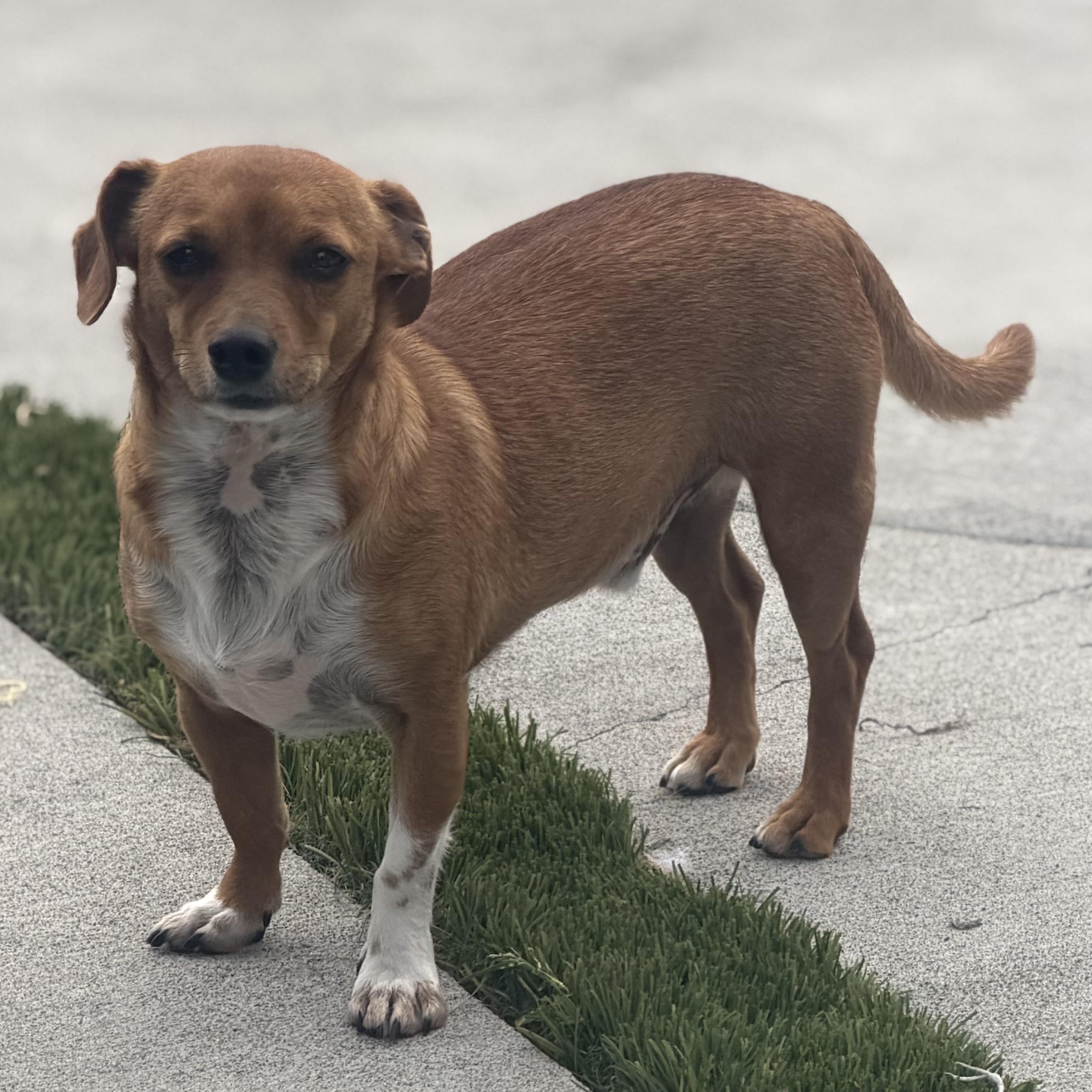 Enlarge Mr. Bubbly Draco, a Adoptable mixed breed in Ridgefield, WA image 6/6