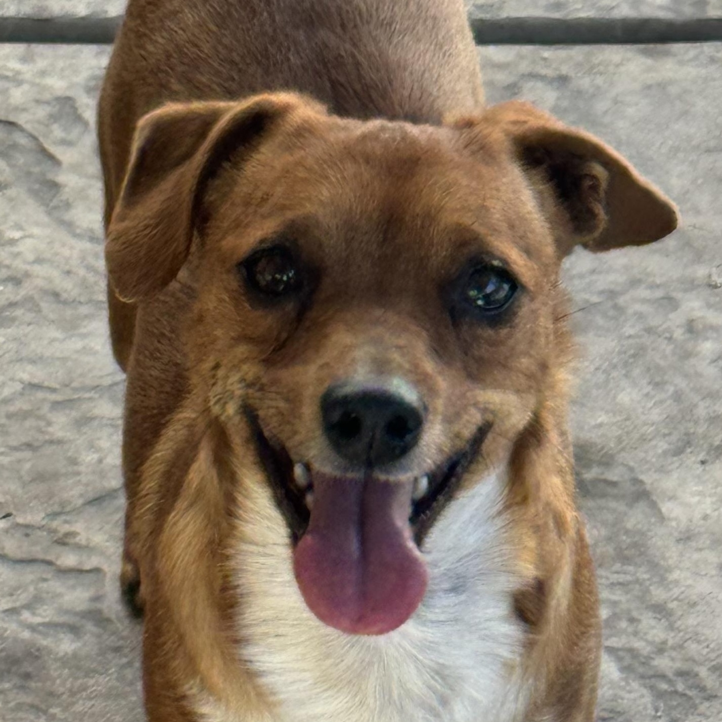 Enlarge Mr. Bubbly Draco, a Adoptable mixed breed in Ridgefield, WA image 4/6