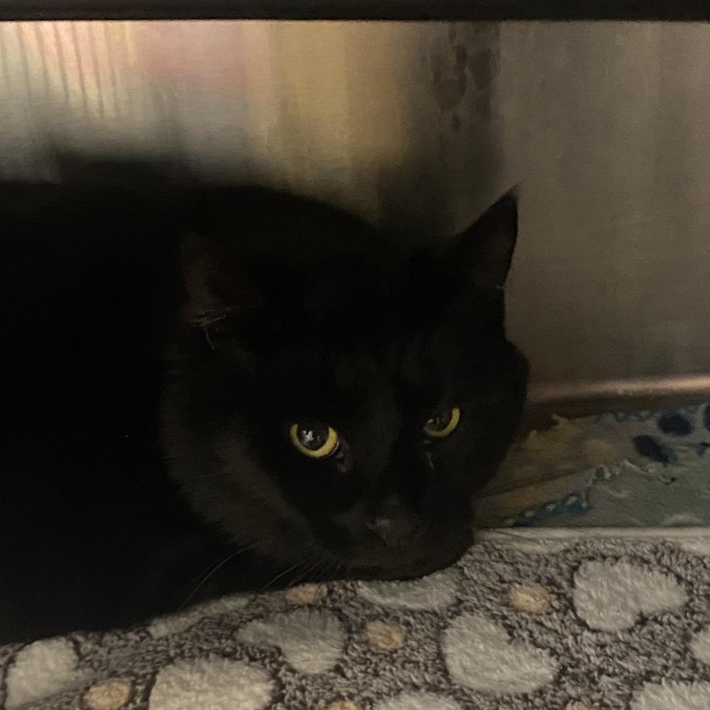 Enlarge Rave, a Adoptable Domestic Short Hair in West Point, MS image 1/1