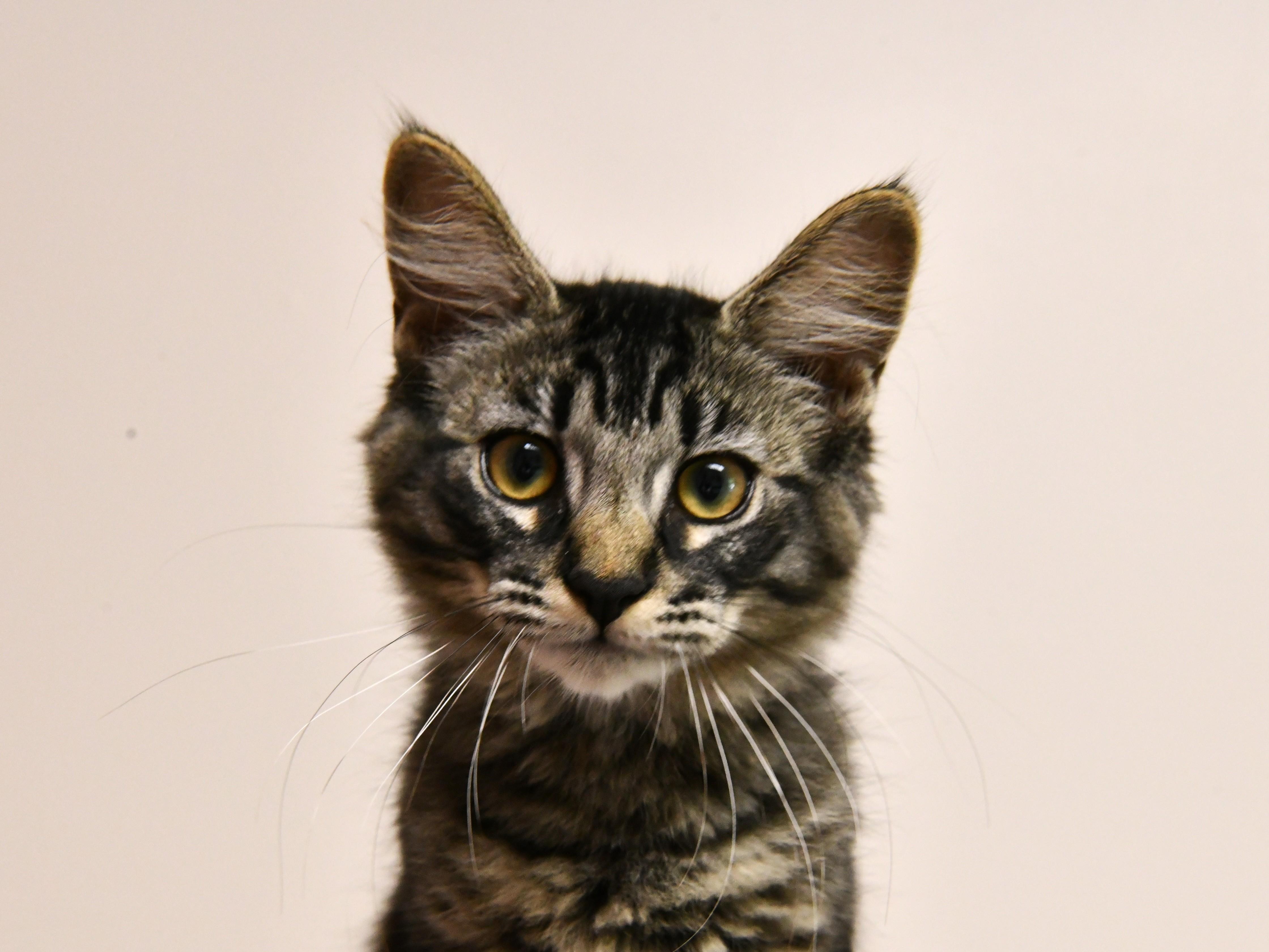 Raspberry, adopted, Kitten Female Domestic Medium Hair.