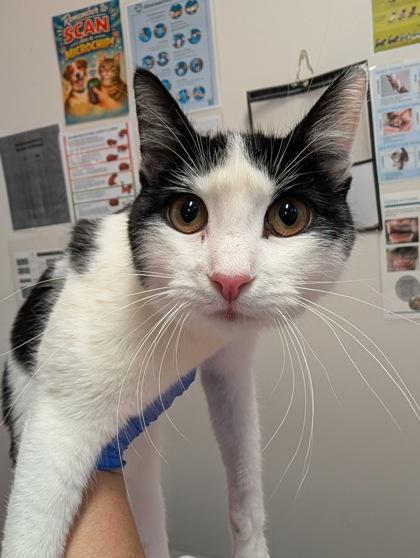 Seraphine, adopted, Young Female Domestic Short Hair.