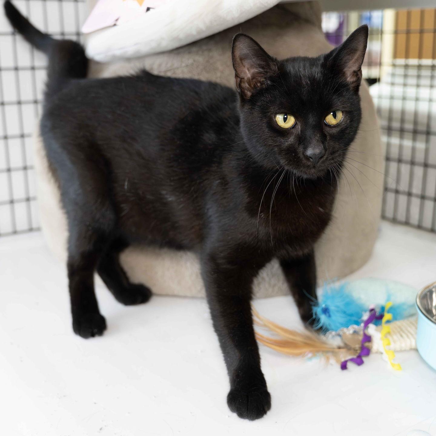 Enlarge Baxter, a Adoptable Domestic Short Hair in Wilmington, NC image 1/1