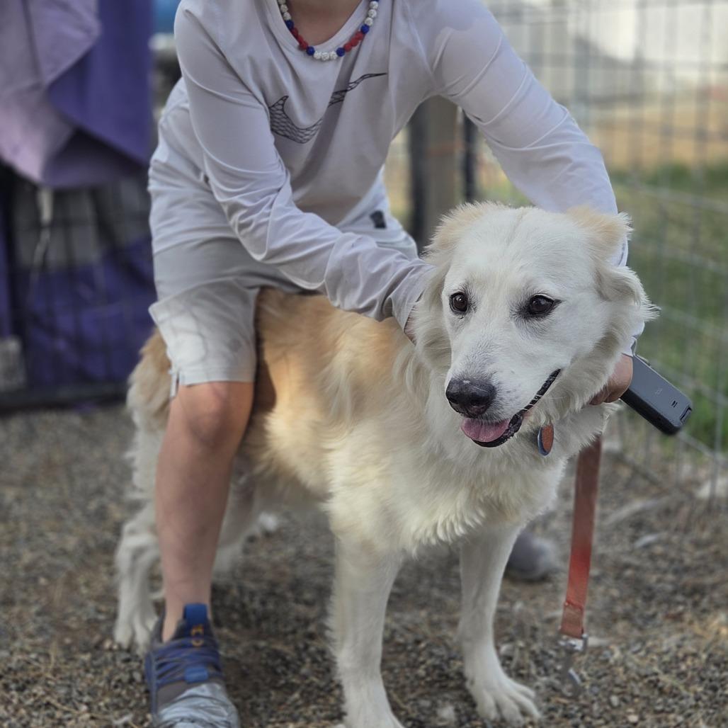 Enlarge Amber, a Adoptable Australian Shepherd in Baker City, OR image 1/1