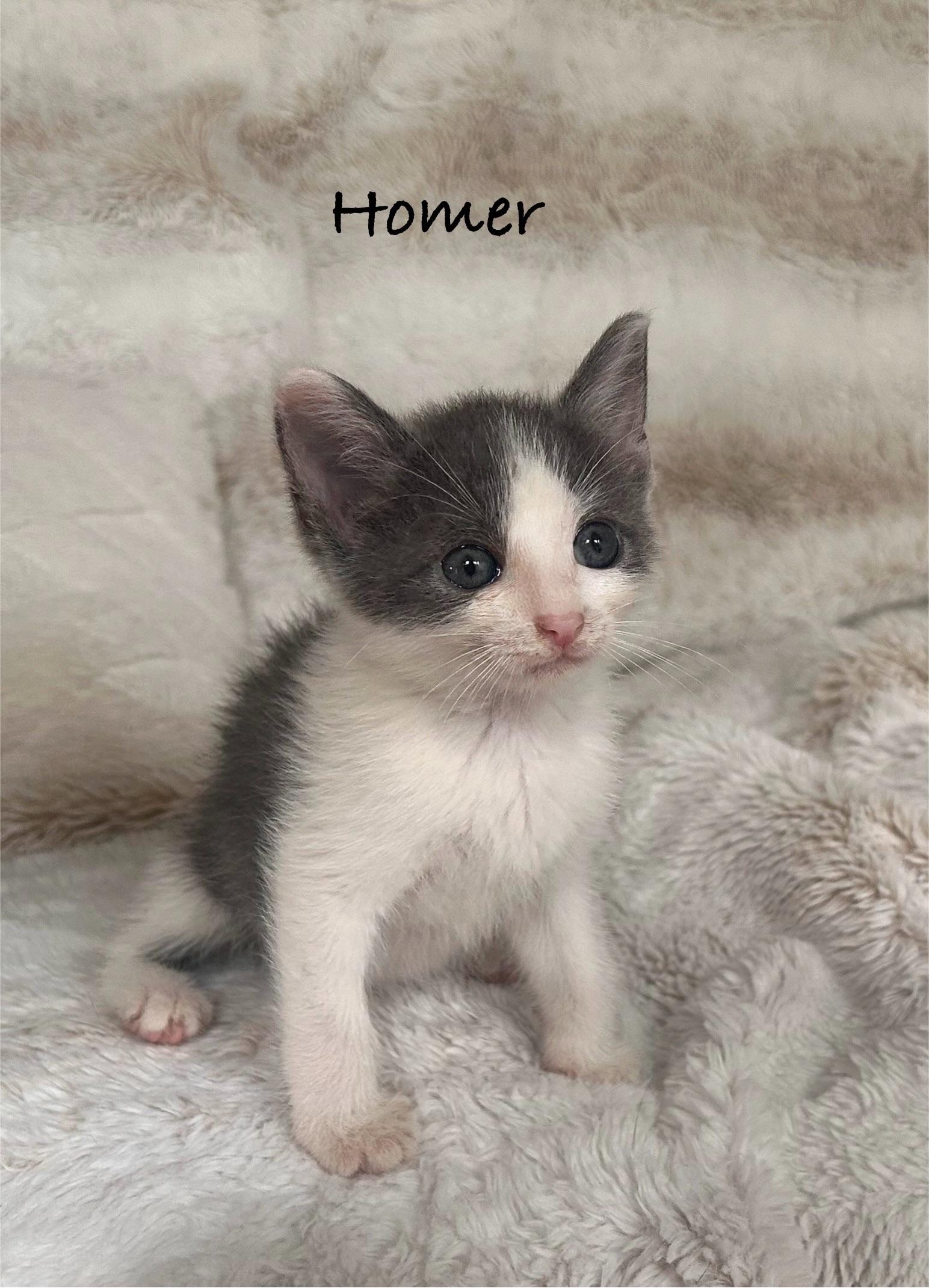 HOMER