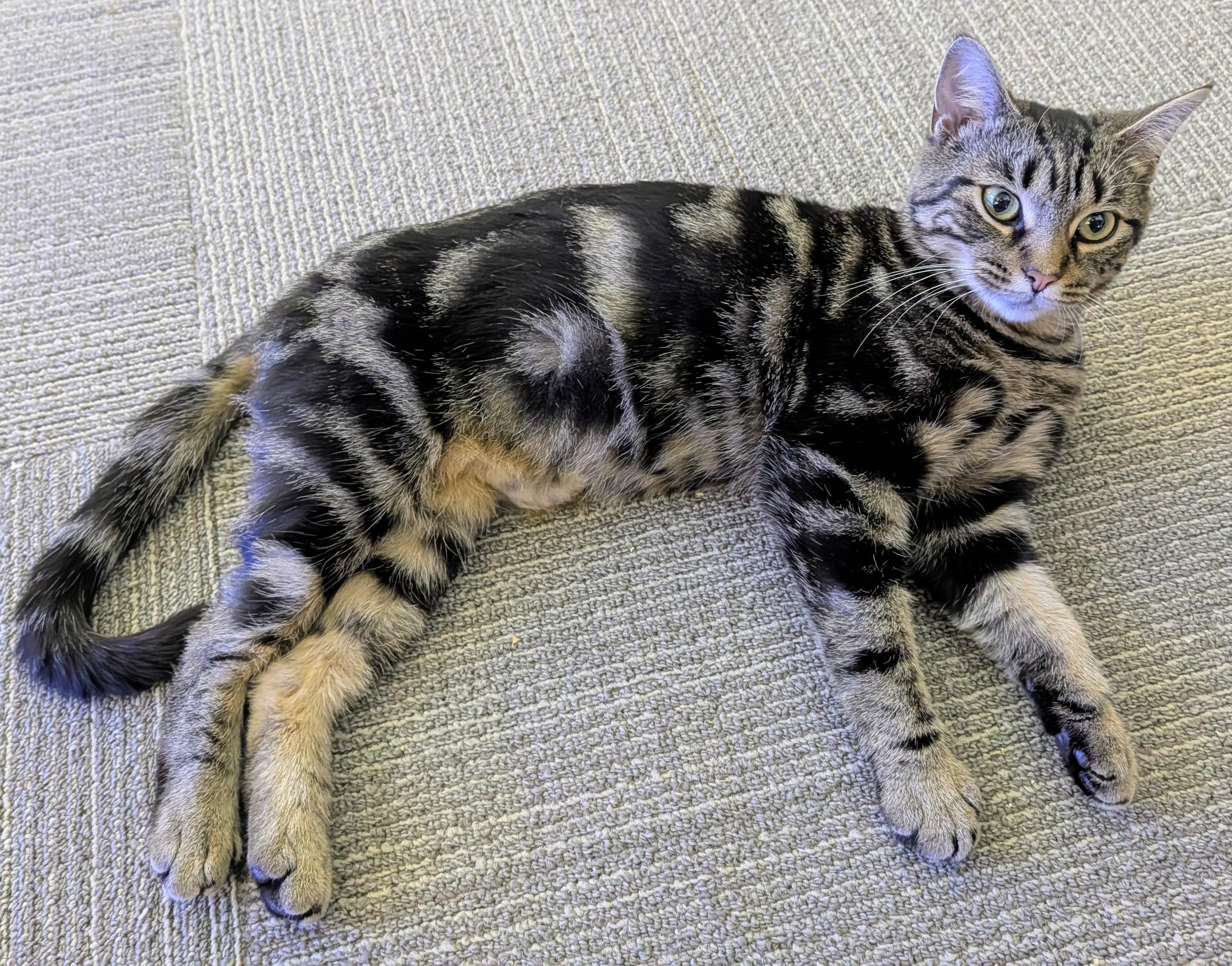 Harper, Adopted, Adult Female Domestic Short Hair.
