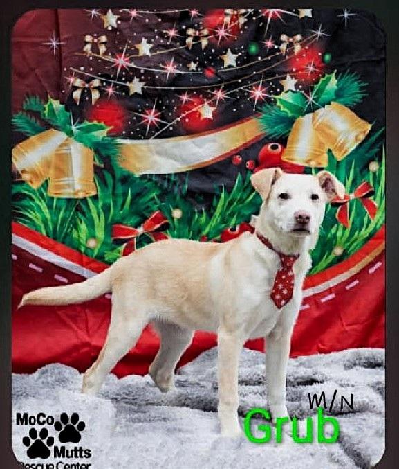 Grub , ADOPTABLE, Young Male Labrador Retriever.