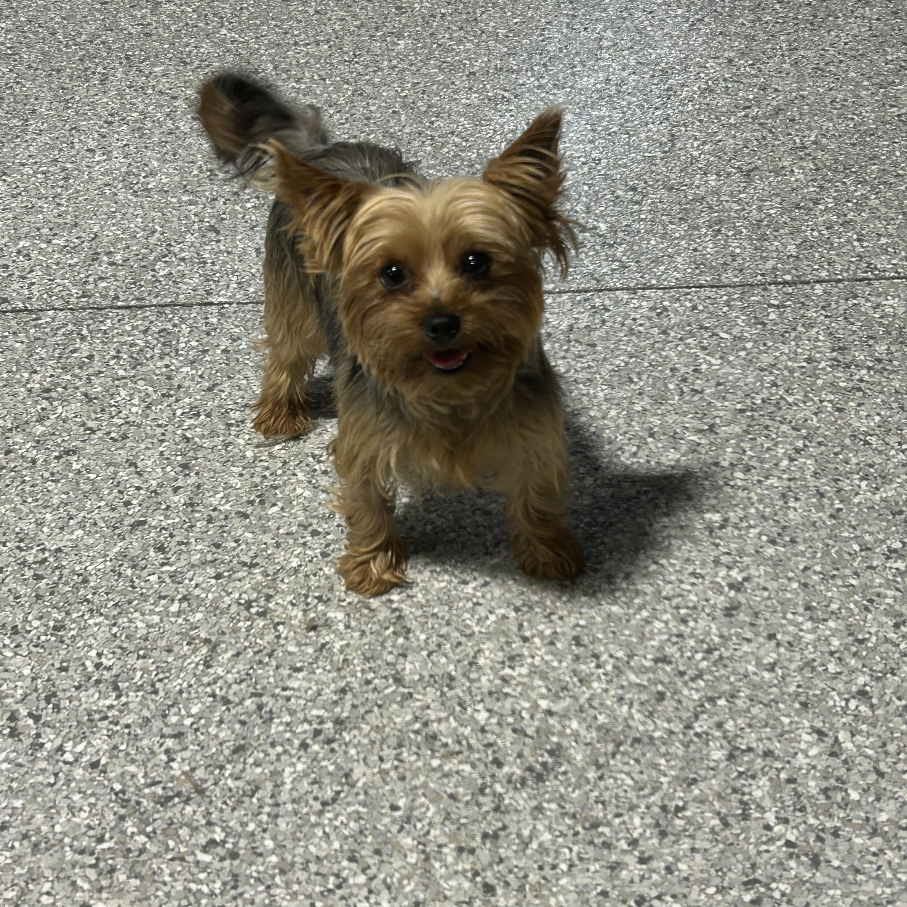 Enlarge Kaley. 6 lbs, a Adoptable Yorkshire Terrier in Antwerp, OH image 3/5