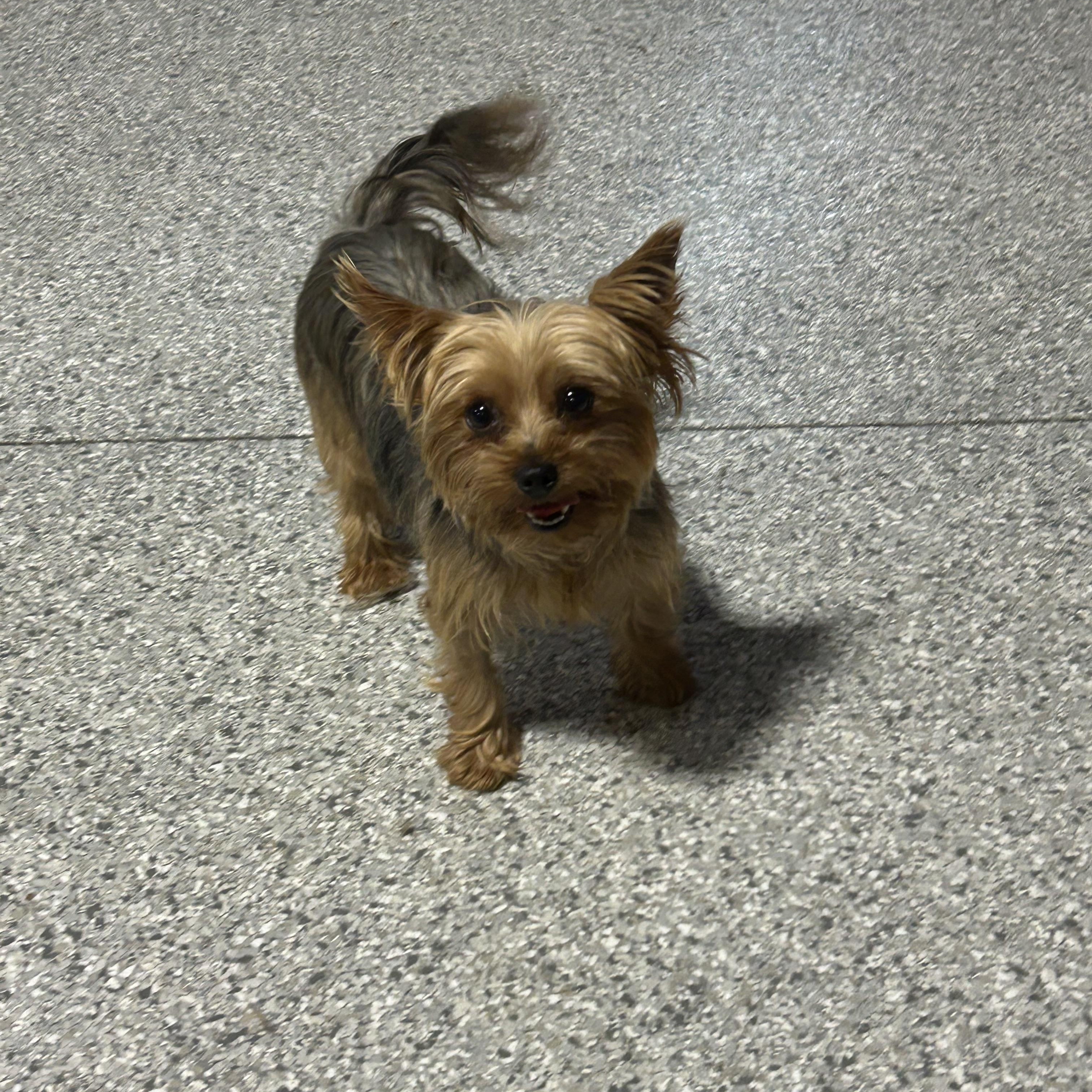 Enlarge Kaley. 6 lbs, a Adoptable Yorkshire Terrier in Antwerp, OH image 4/5