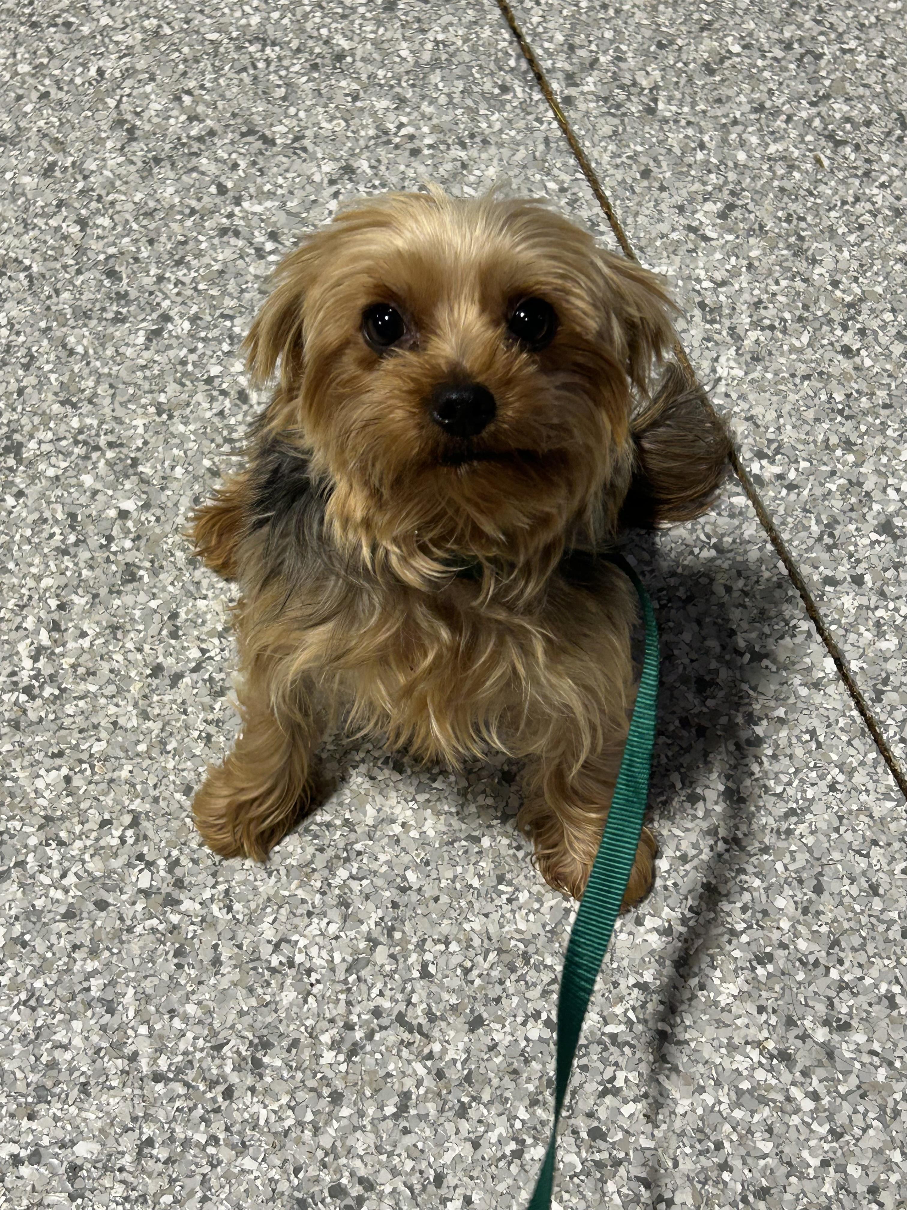 Kaley. 6 lbs, Adoptable, Adult Female Yorkshire Terrier.