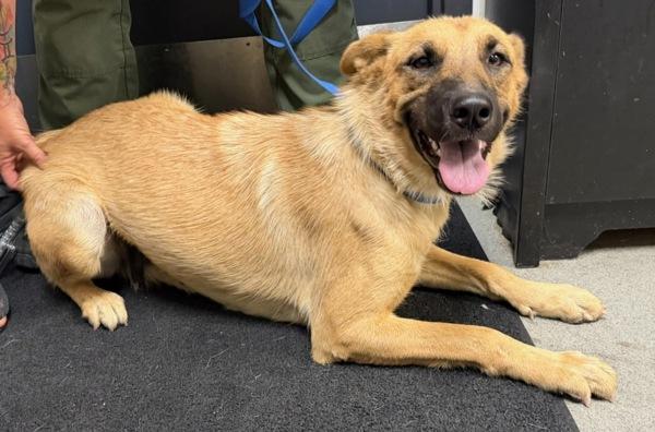 Mazy, Adoptable, Adult Female Shepherd.