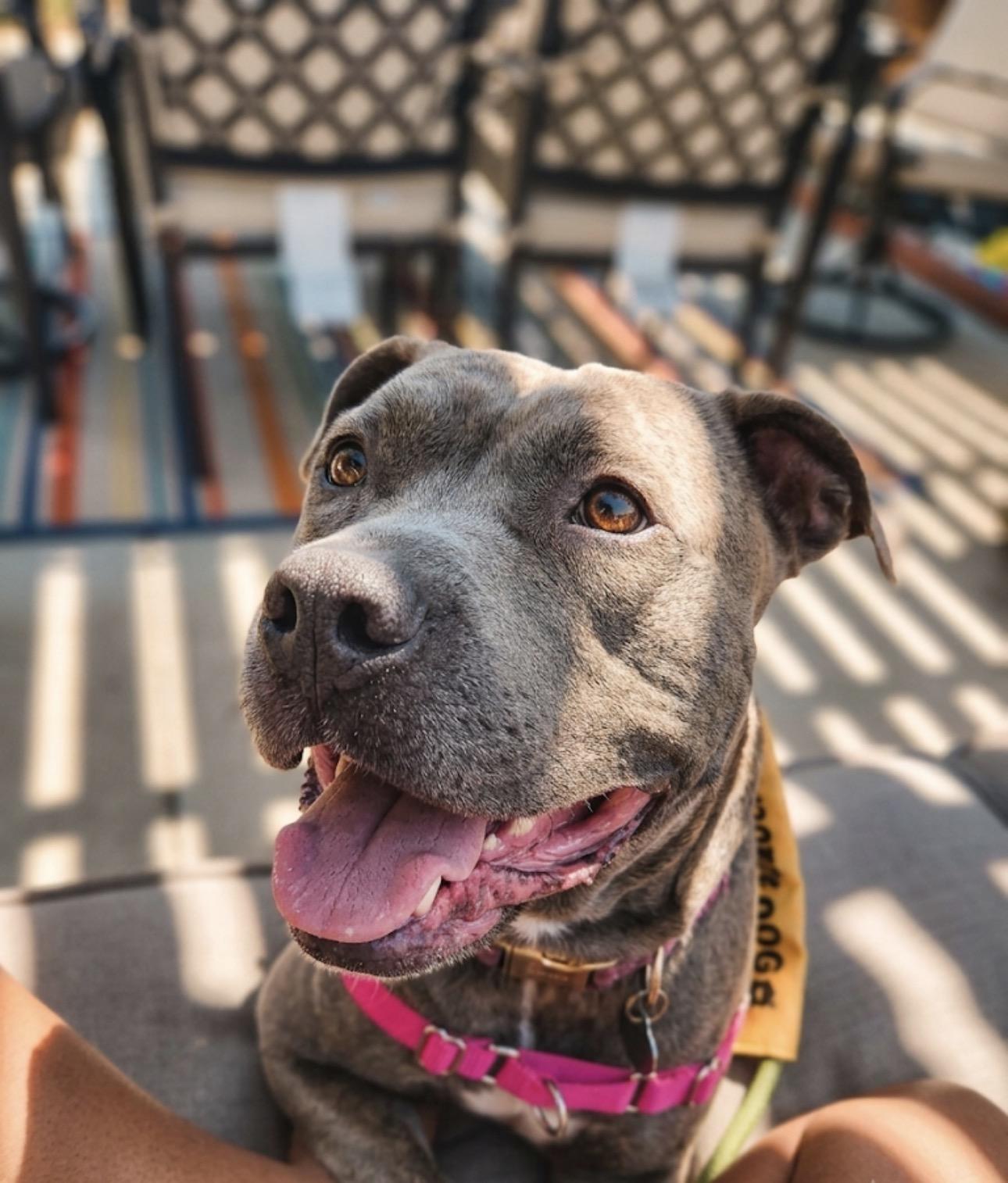 Honey, adopted, Adult Female American Bulldog.