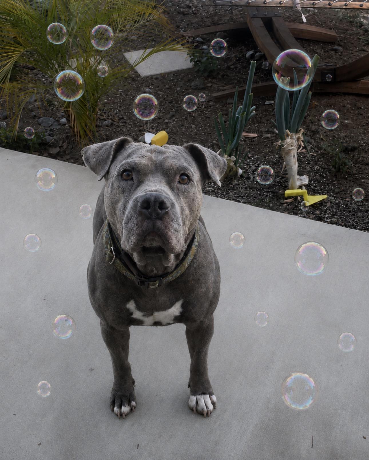 Enlarge Honey, an adopted American Bulldog in Claremont, CA image 3/4