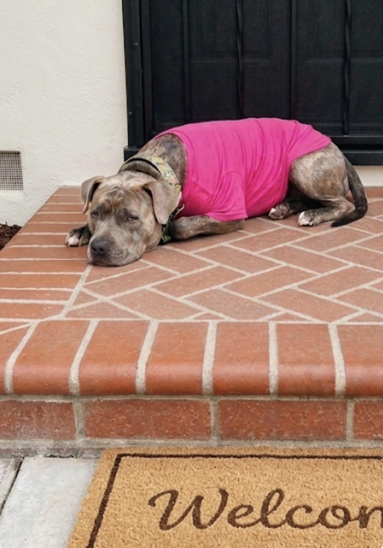 Enlarge Honey, an adopted American Bulldog in Claremont, CA image 4/4
