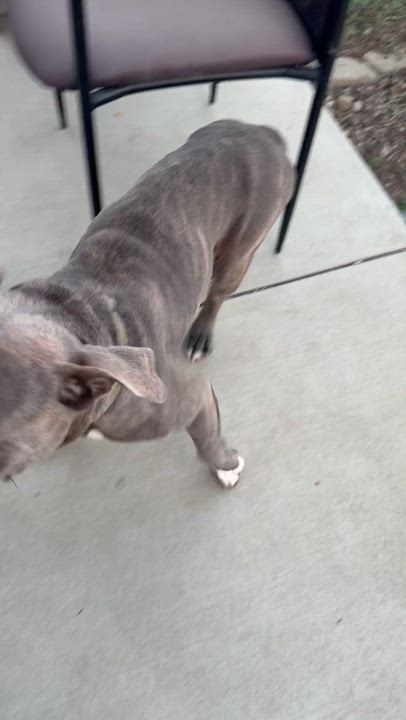Enlarge Honey, an adopted American Bulldog in Claremont, CA video 2/4