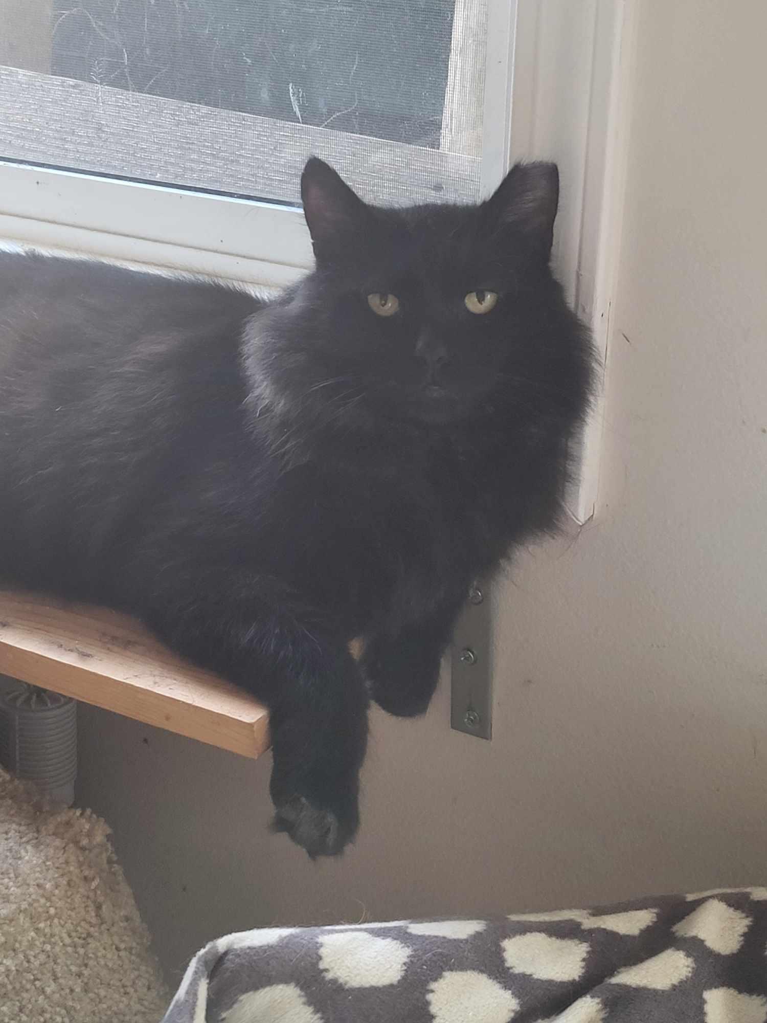 Enlarge Oscar - AV, a Adoptable Domestic Short Hair in Burlington, WA image 2/3