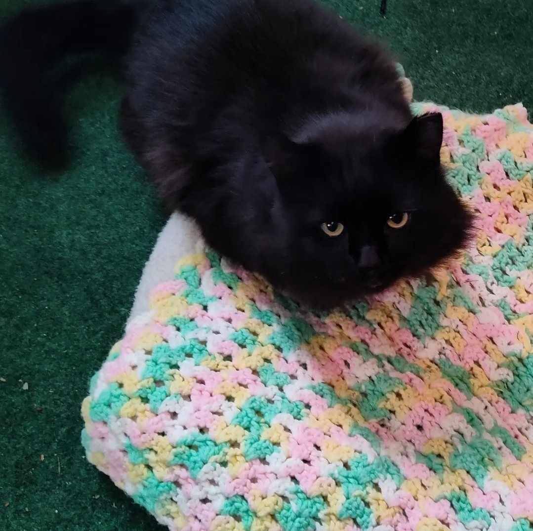 Enlarge Oscar - AV, a Adoptable Domestic Short Hair in Burlington, WA image 3/3