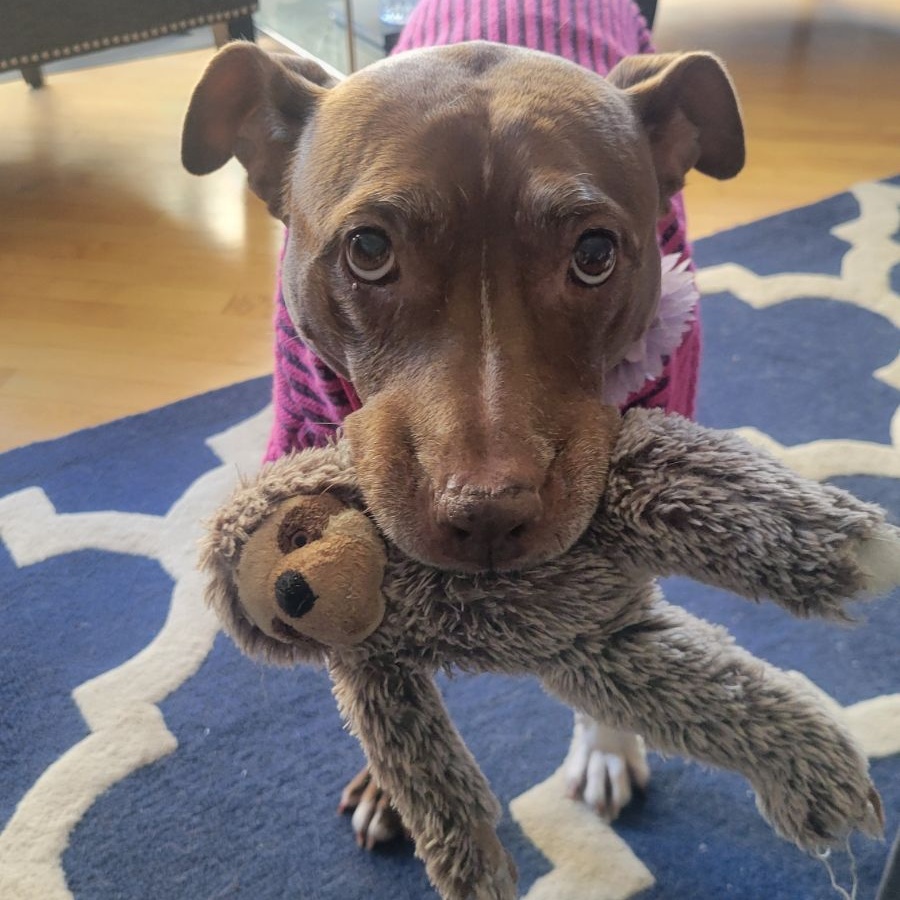 Agnes, Senior Female Pit Bull Terrier