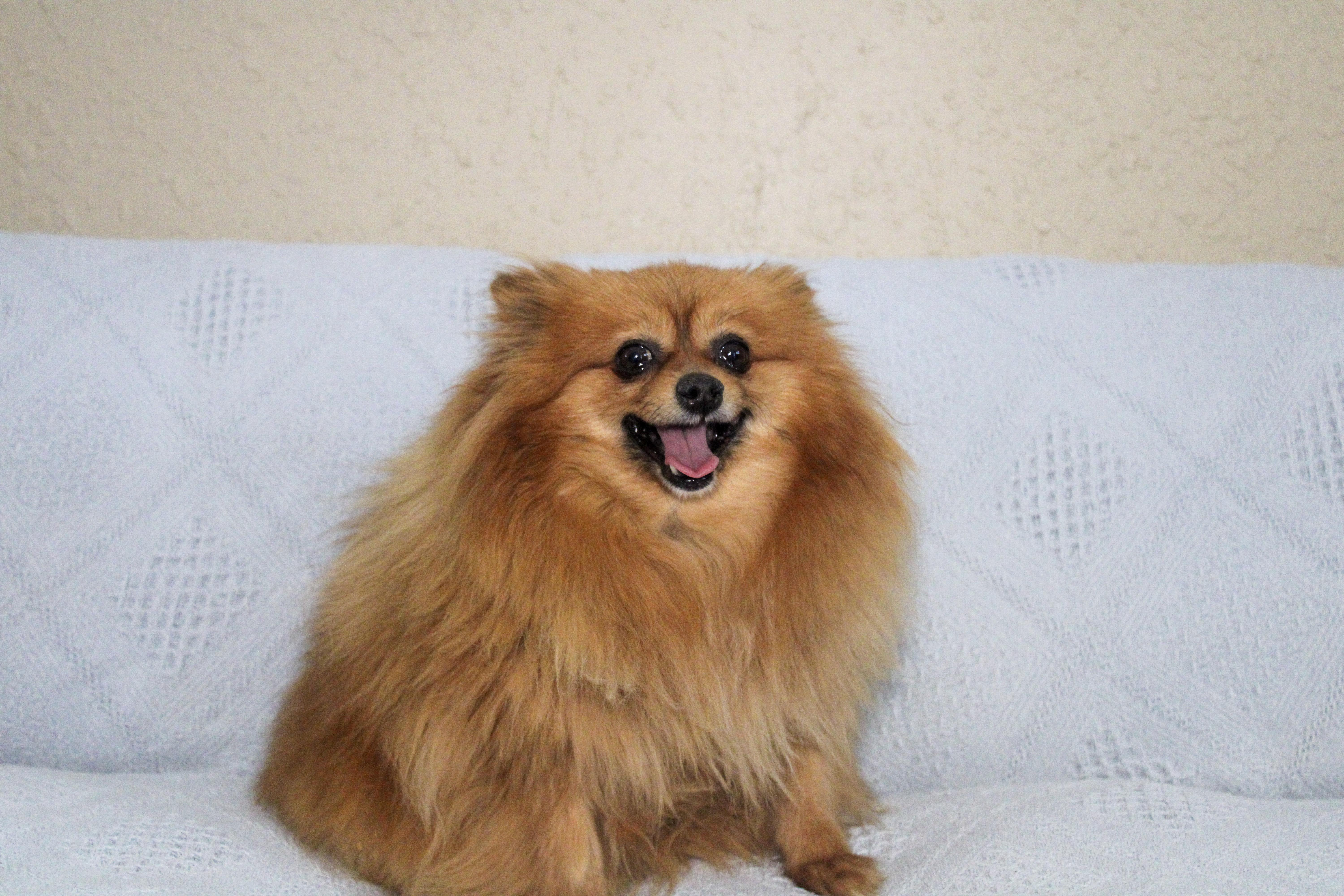 Enlarge Angie, a ADOPTABLE Pomeranian in Neosho, MO image 3/3