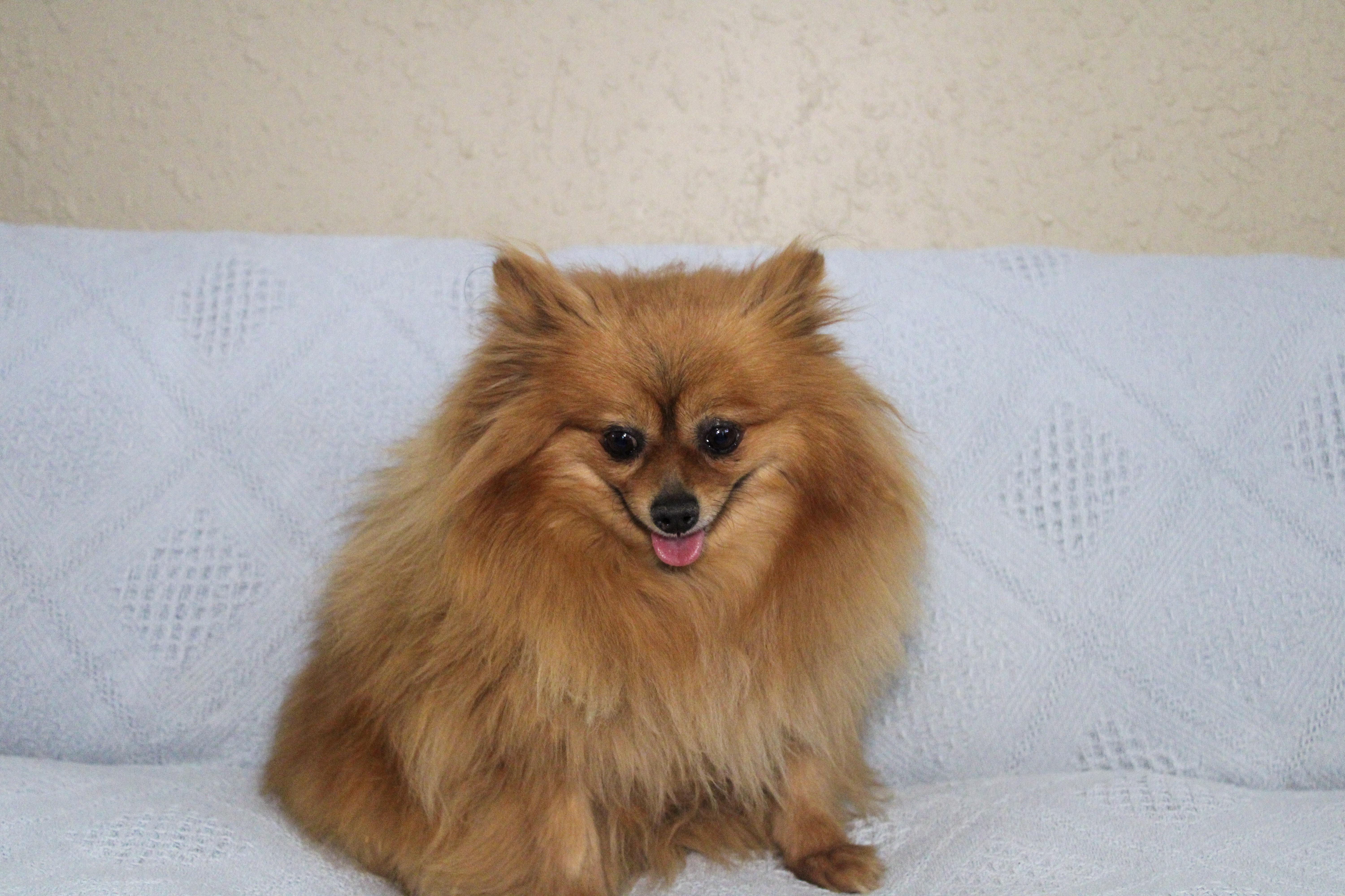 Angie, ADOPTABLE, Adult Female Pomeranian.