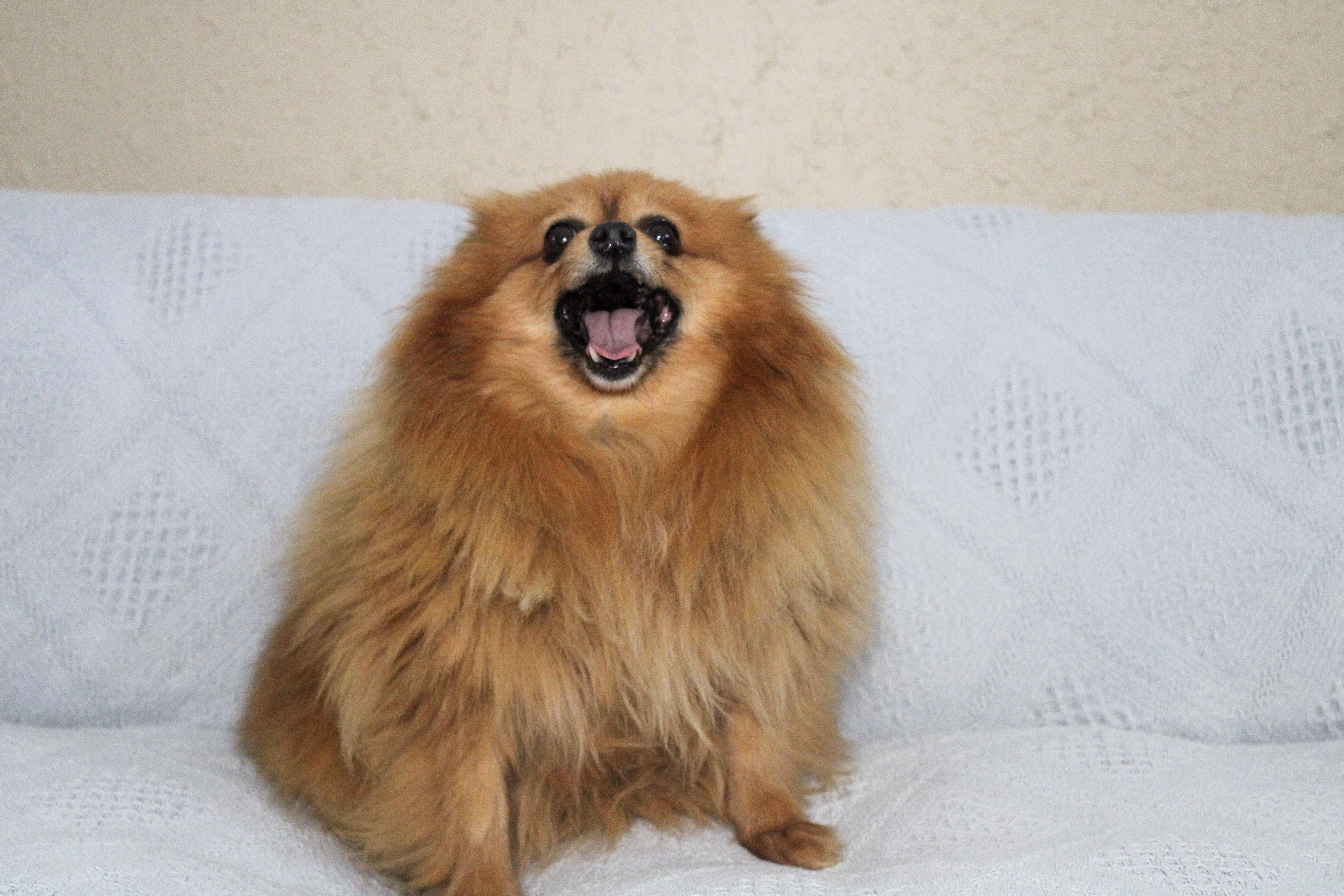 Enlarge Angie, a ADOPTABLE Pomeranian in Neosho, MO image 2/3