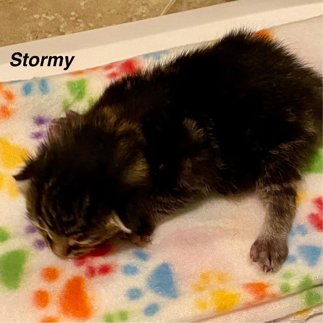 Stormy, Adoptable, Kitten Male Domestic Short Hair.