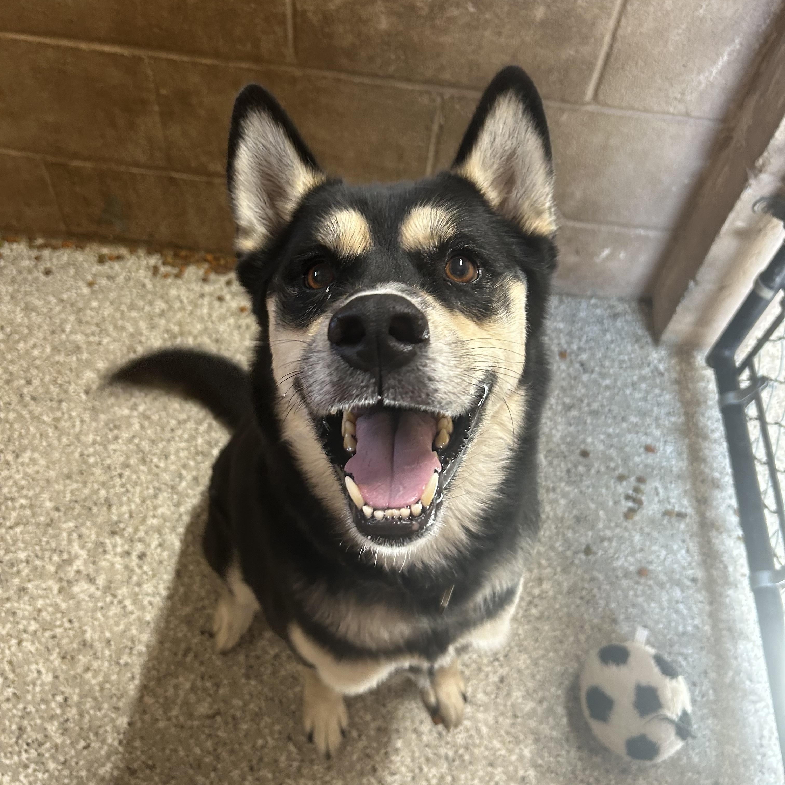 Sebastian, Adoptable, Adult Male Husky & Rottweiler.