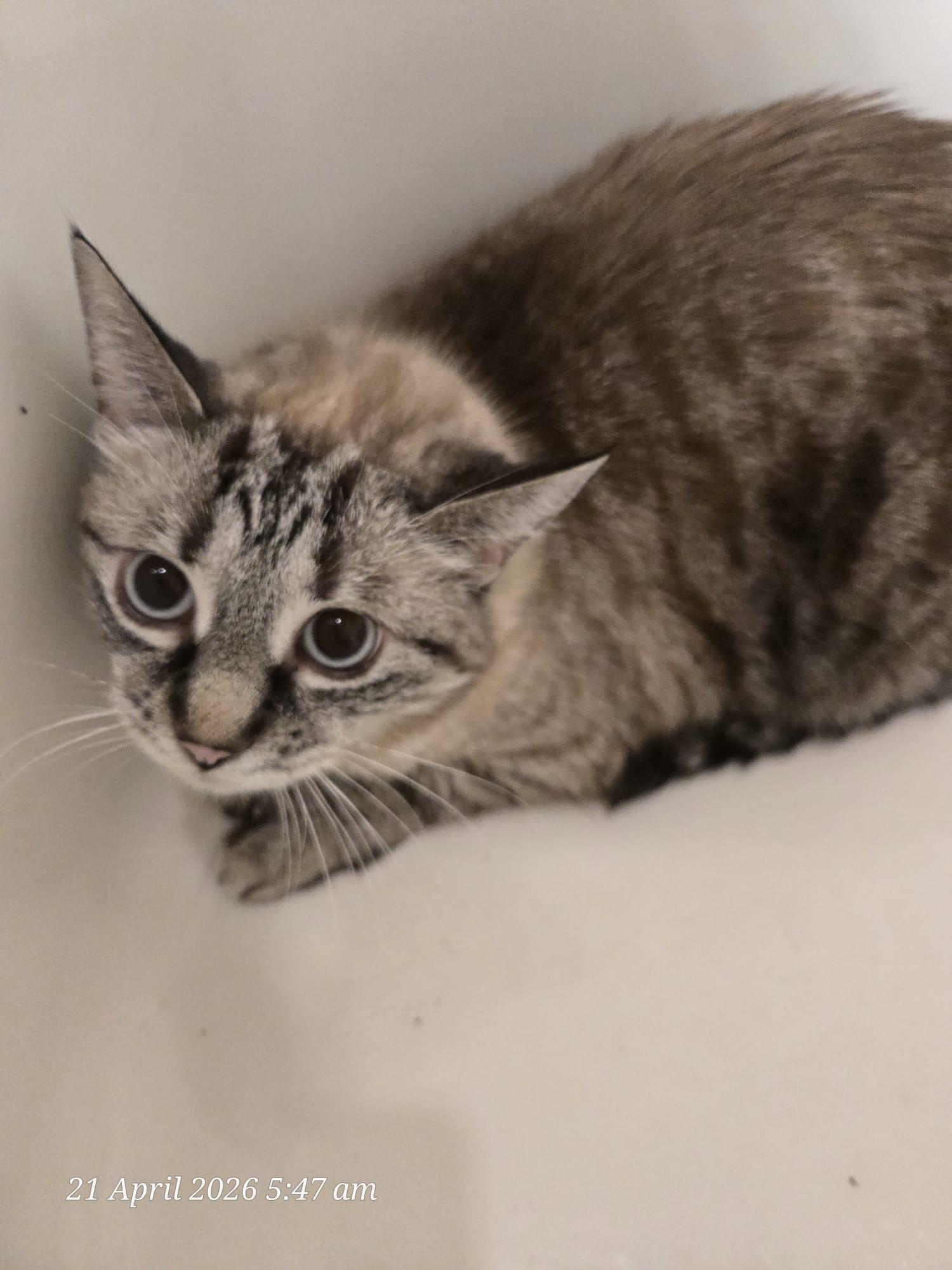 Enlarge Suzy, a ADOPTABLE Tabby in BURNABY, BC image 1/1