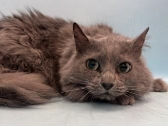 Enlarge Mamas, a Adoptable Domestic Long Hair in Golden Valley, MN image 1/1