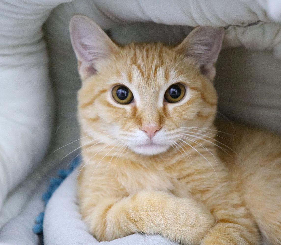 Mandarin thumbnail 2