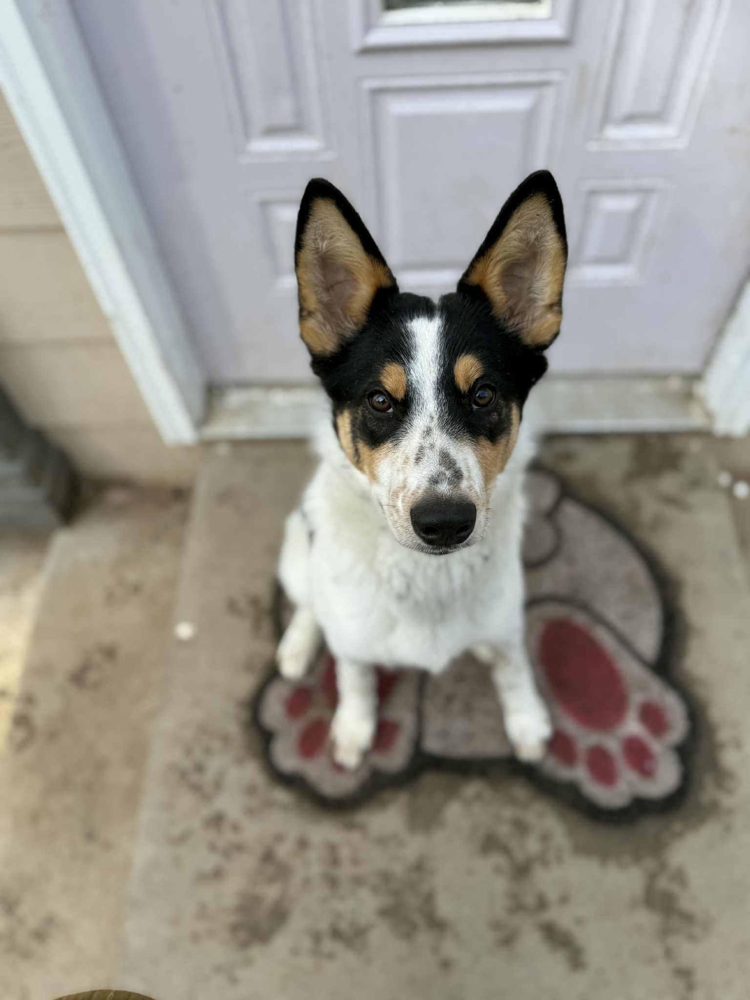 Enlarge Wrangler, a ADOPTABLE mixed breed in Kuna, ID image 3/4