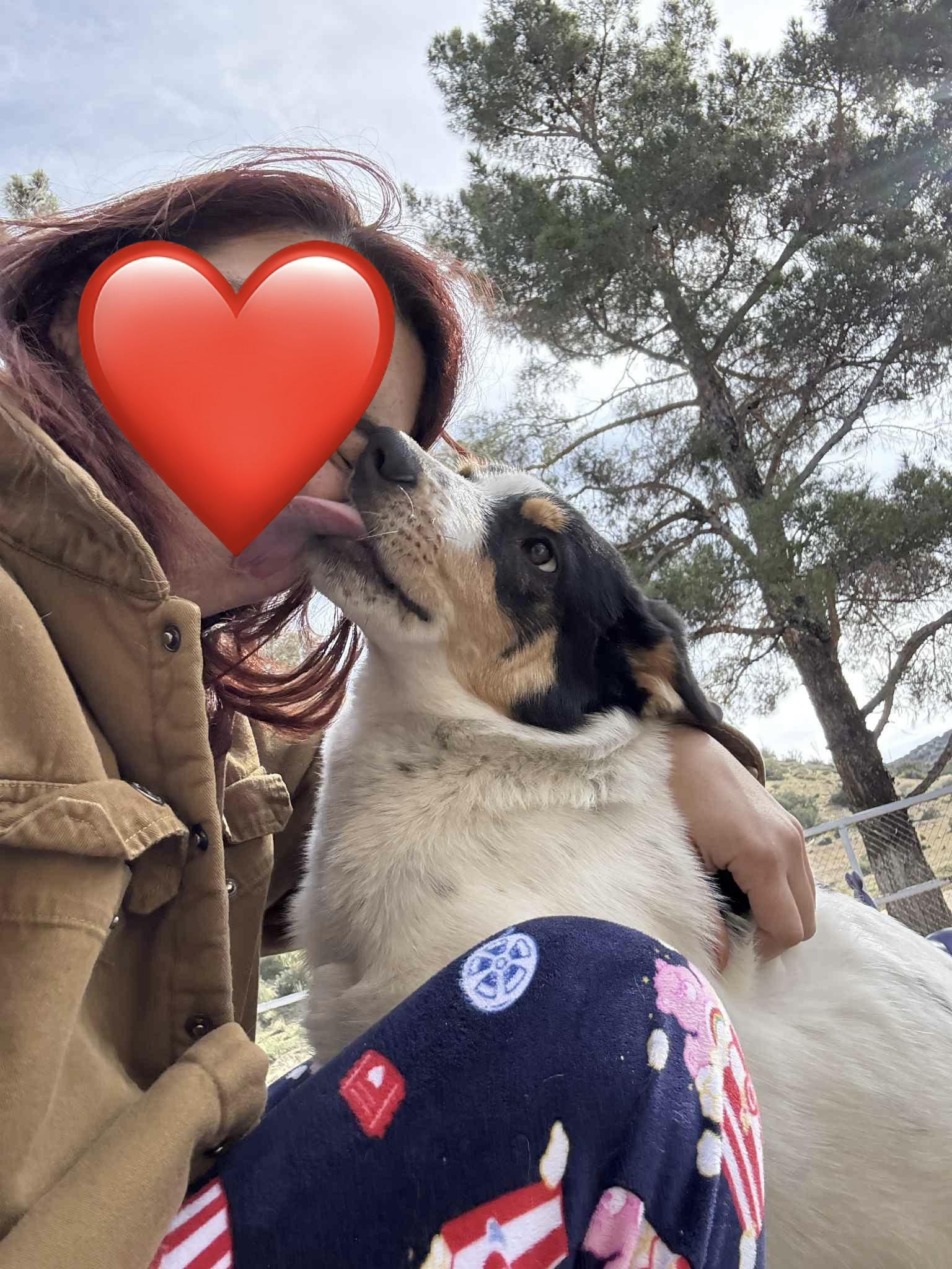 Enlarge Wrangler, a ADOPTABLE mixed breed in Kuna, ID image 2/4