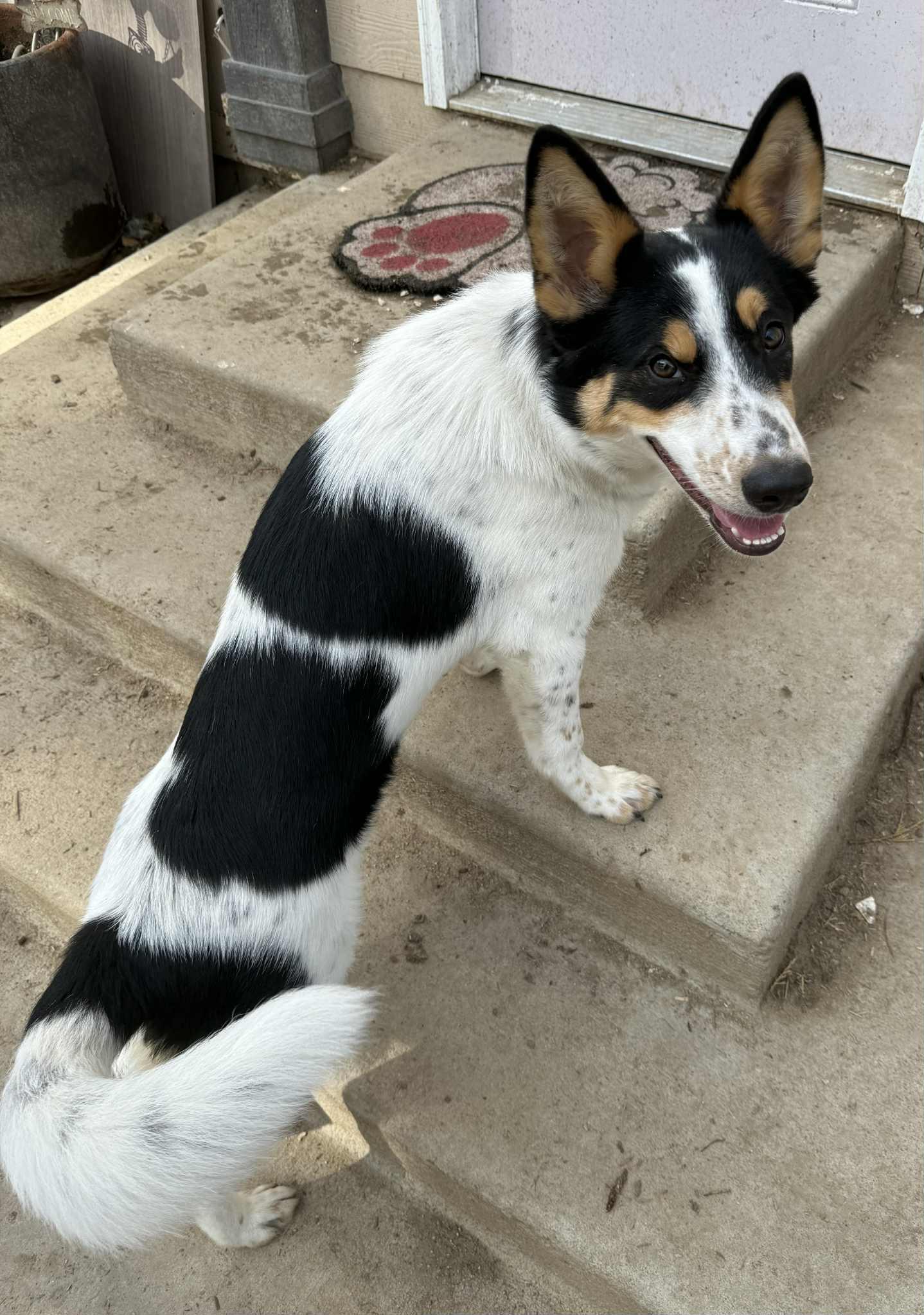 Wrangler, ADOPTABLE, Young Male Husky & German Shepherd Dog.