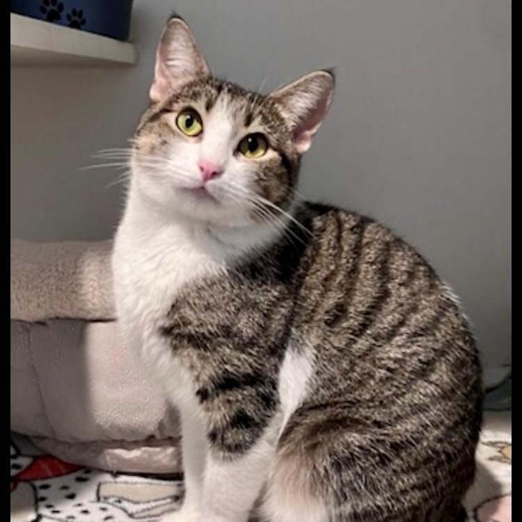 Enlarge Fern, an adopted Manx in Lodi, CA image 1/3